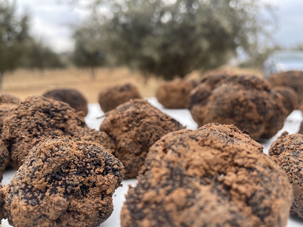 Temporada de trufa negra, un tesoro gourmet en la puerta de casa